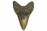 Serrated, Fossil Megalodon Tooth - North Carolina #338600-1